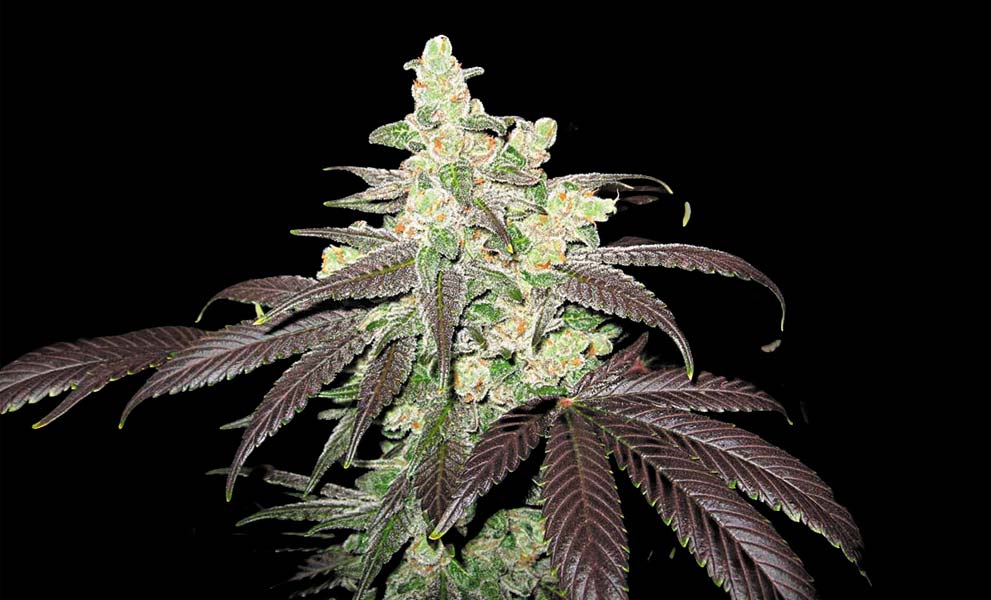 Purple Cherry Punch de Narcotik Seeds
