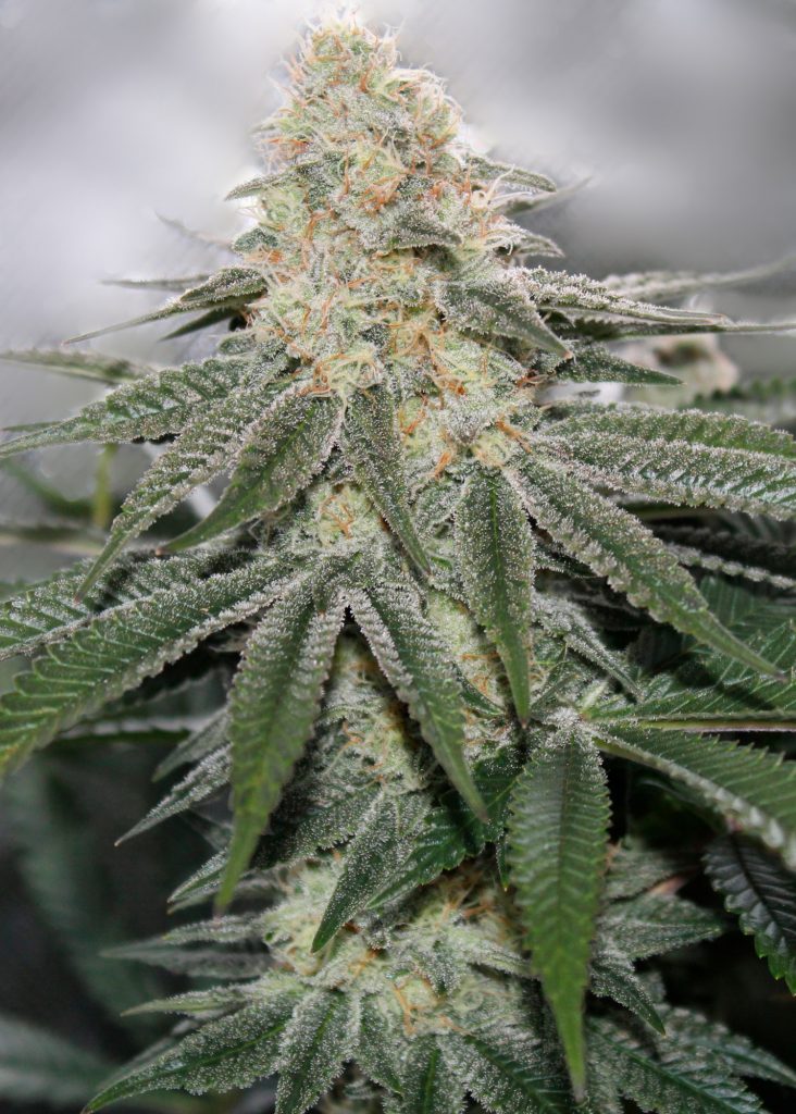 Semillas White OG de Narcotik Seeds Semillas White OG de Narcotik Seeds