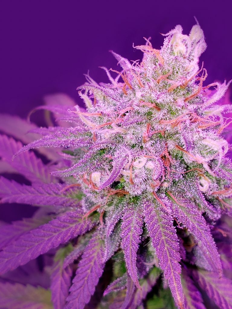 Purple Cherry Punch de Narcotik Seeds